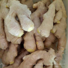 Ginger fresco de calidad superior 200g y más